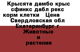 Крысята дамбо крыс сфинкс дабл рекс, корм клетки › Цена ­ 250 - Свердловская обл., Екатеринбург г. Животные и растения » Грызуны и Рептилии   